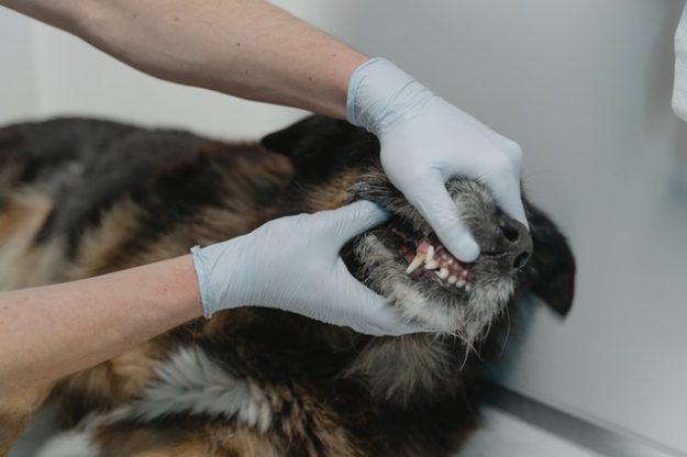 gebitsbehandeling hond