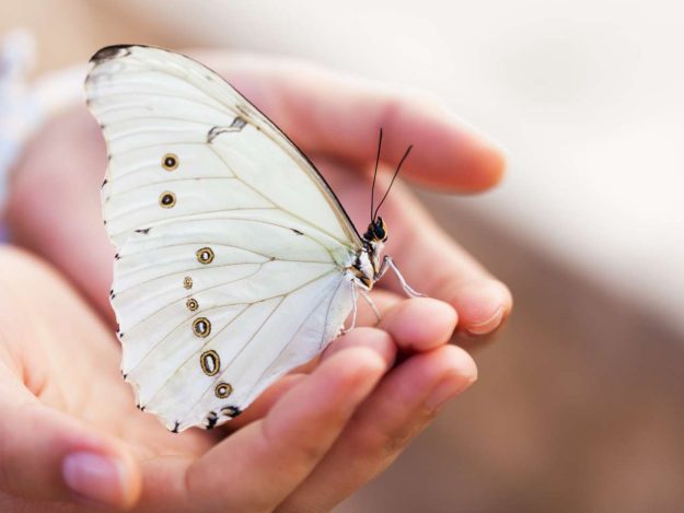 de betekenis van de witte vlinder