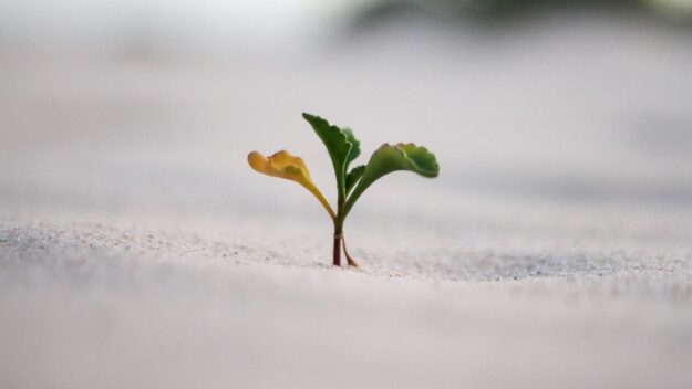 Klein groen plantje groeit door het zand, symbool voor groei en mindset