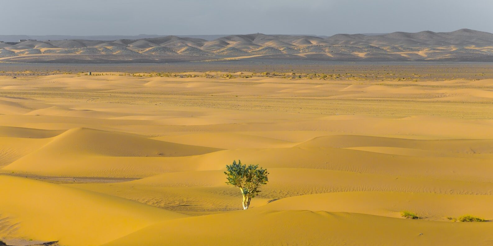 Een groene boom groeit alleen in een uitgestrekte, gele woestijn – een krachtig beeld van adaptief overleven.