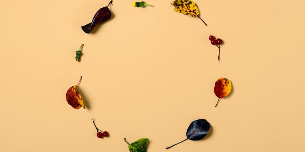 blaadjes-als-voorbeeld-voor-biologische-kringloop blaadjes als voorbeeld voor biologische kringloop