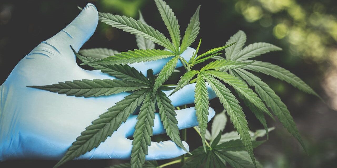 De vele functies van hennep