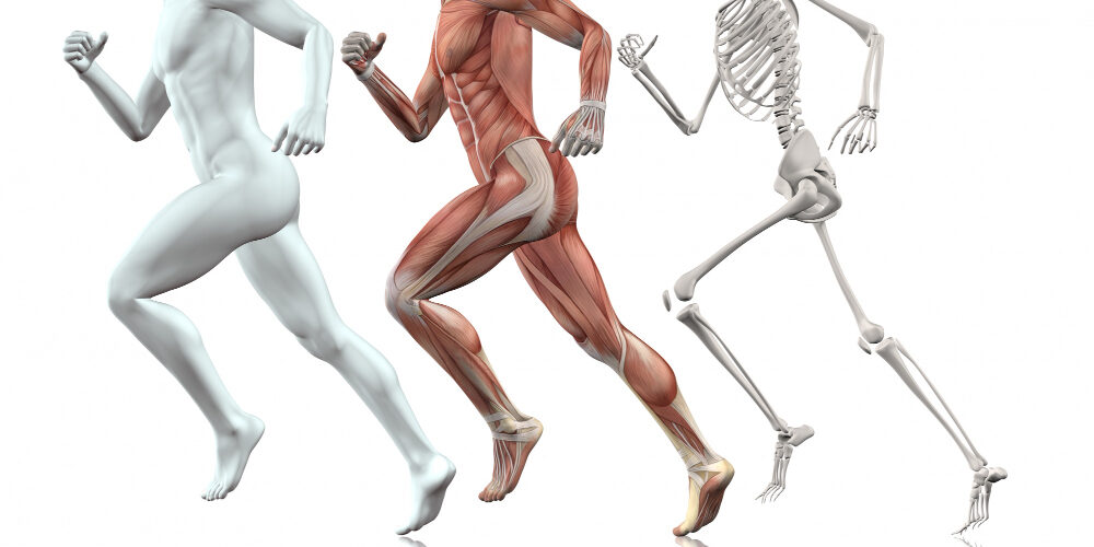 anatomie
