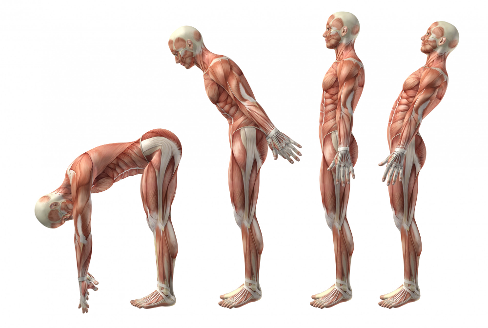 anatomie
